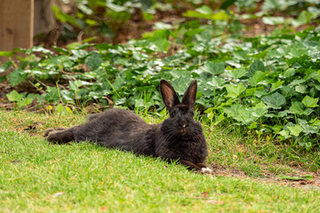 one cute black rabbit laying on the green grass field in style in front of the green bushes under the shade