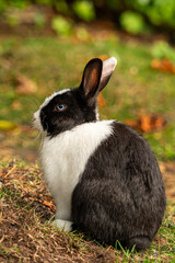 close up portrait of a cute rabbit sitting on the grass with blue eyes, white and black mixed fur