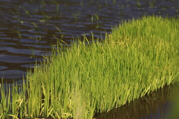 日本の田園風景初夏田植え直後時期