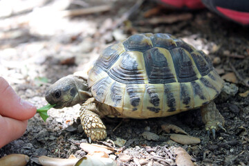 Tortue de terre mangeant de la salade