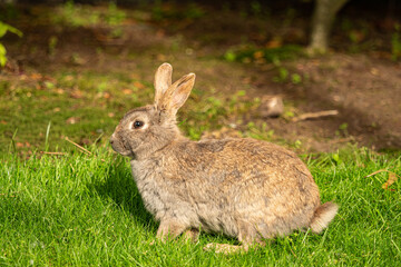 close up portrait of a brown rabbit sitting on green grass field enjoy some sun