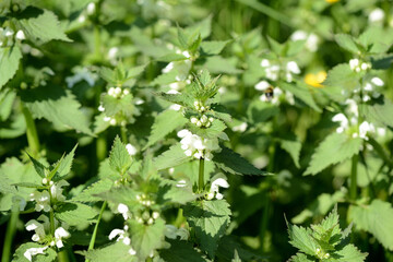 Fototapeta na wymiar Blooming nettle with white flowers on a summer day lit by the sun. Alternative medicine. Herb in its natural environment