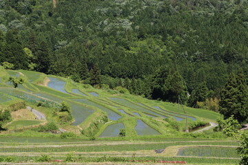日本の田園風景　棚田