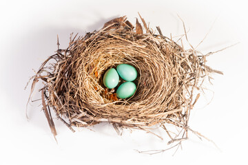 American Robin Nest with Three Eggs