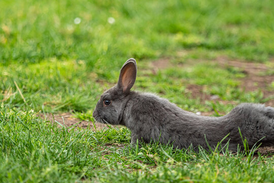 one cute grey rabbit doing some yoga stretch move on the green grass field