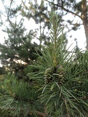 pine tree branches