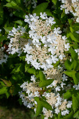 Close up view of lacy white flowers on a compact cranberry bush (viburnum trilobum) with colorful green foliage