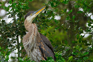2020-06-07 A YOUNG BLUE HERON SITTING IN A TREE WITH A BRIGHT YELLOW EYE MEDINA WASHINGTON
