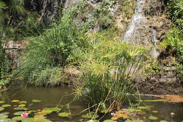 Papyrus et bassin