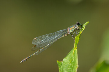 A willow emerald damselfly resting on a leaf
