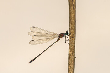 An eastern willow spreadwing resting on a plant