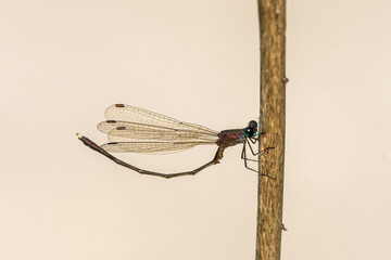An eastern willow spreadwing resting on a plant