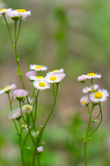 daisies in the meadow