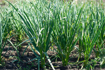 Obraz premium growing garlic in a garden plot