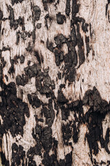 Burnt wooden gum tree trunk texture