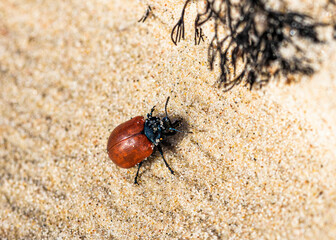 red with black dots beetle