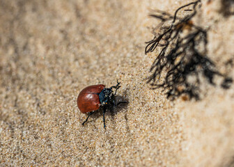 red with black dots beetle