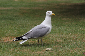 Herring Gull (Larus argentatus)