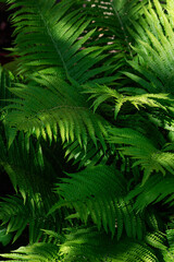 Fern leaves close up. Natural green background. Close-up.
