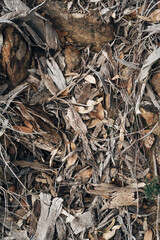 Leaf litter in the Australian bush