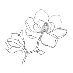 Magnolia flowers continuous line art. Abstract minimal hand drawing sketch. Vector illustration - 356574367