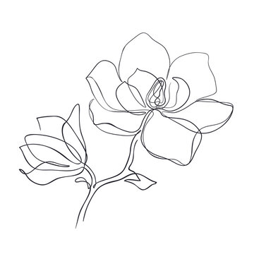 Magnolia flowers continuous line art. Abstract minimal hand drawing sketch. Vector illustration