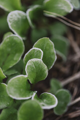 Frost on homegrown garden produce - baby rocket