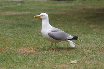 Herring Gull (Larus argentatus)