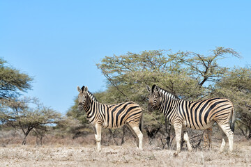 Fototapeta na wymiar Two Burchel'sl zebras (Equus quagga burchellii) leaving a wterhole in Etosha National Park, Namibia.