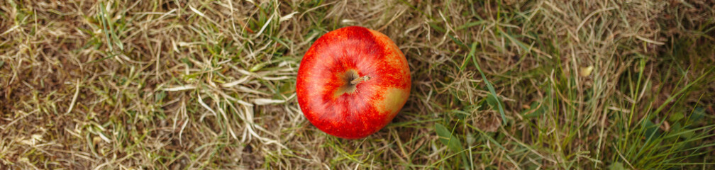 Red apple on the grass in the garden