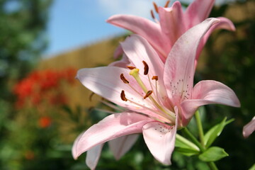 Fototapeta premium Garden flowers