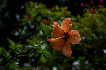 beautiful hibiscus flower