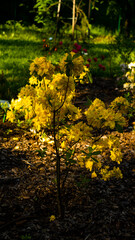 
Flowers in the botanical garden in Radzionków, free space for entry.