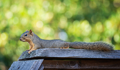 Cute Eastern fox squirrel (Sciurus niger) lying down over the top of a wooden fence in the backyard on a hot summer day. Natural green background with copy space. © leekris