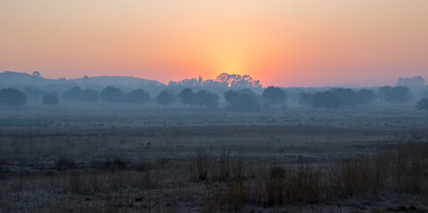 Fototapeta premium Mist and smog over a Highveld landscape on a cold winter morning in Gauteng, South Africa image in horizontal format
