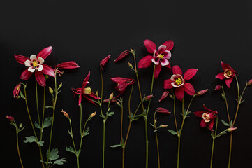 Red aquilegia flowers on a black background. Beautiful floral background. Flat lay.