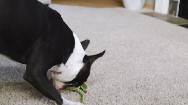 Boston Terrier Picking Up and Shaking Toy Slow Motion