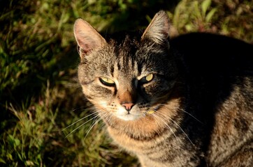 portrait of a gray domestic unbred cat on a green grass. cat looks
