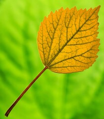 Yellow china rose tree leaves and green background..