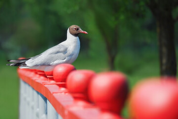gull watching in summer park
