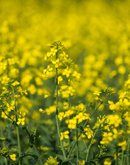 Obraz premium Detail of flowering rapeseed canola or colza in latin Brassica Napus, plant for green energy and oil industry, rapeseed plant.