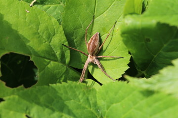 Listspinne -  Jagdspinne hellbraun