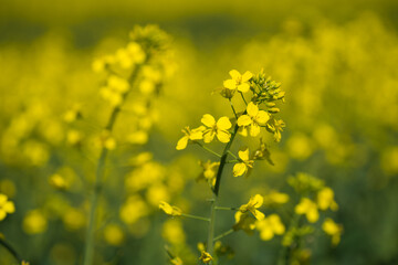 Detail of flowering rapeseed canola or colza in latin Brassica Napus, plant for green energy and oil industry, rapeseed plant.