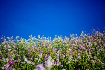 flower field