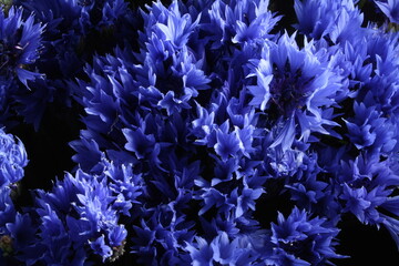 close-up of a fresh bouquet of wildflowers with blue petals, cornflowers