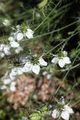Pretty lavender mist flower in english garden