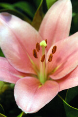 Closeup of a delicate white and pink lily with green leaves in background and orange stamen