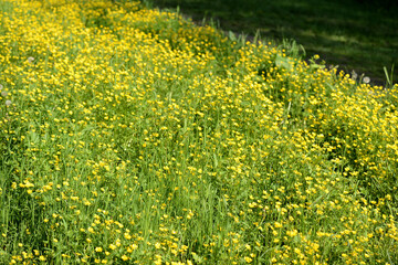 Bright yellow flowers of buttercups in a forest glade on a sunny day. Natural summer background