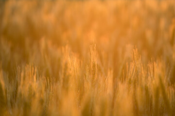 Golden wheat field during sunset. Summer.