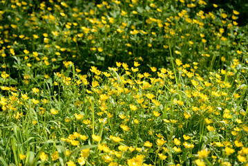 Bright yellow flowers of buttercups in a forest glade on a sunny day. Natural summer background